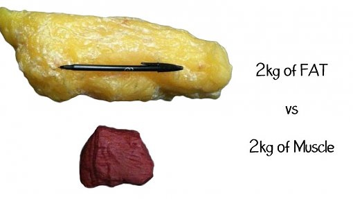 Fat-vs-Muscles.jpg